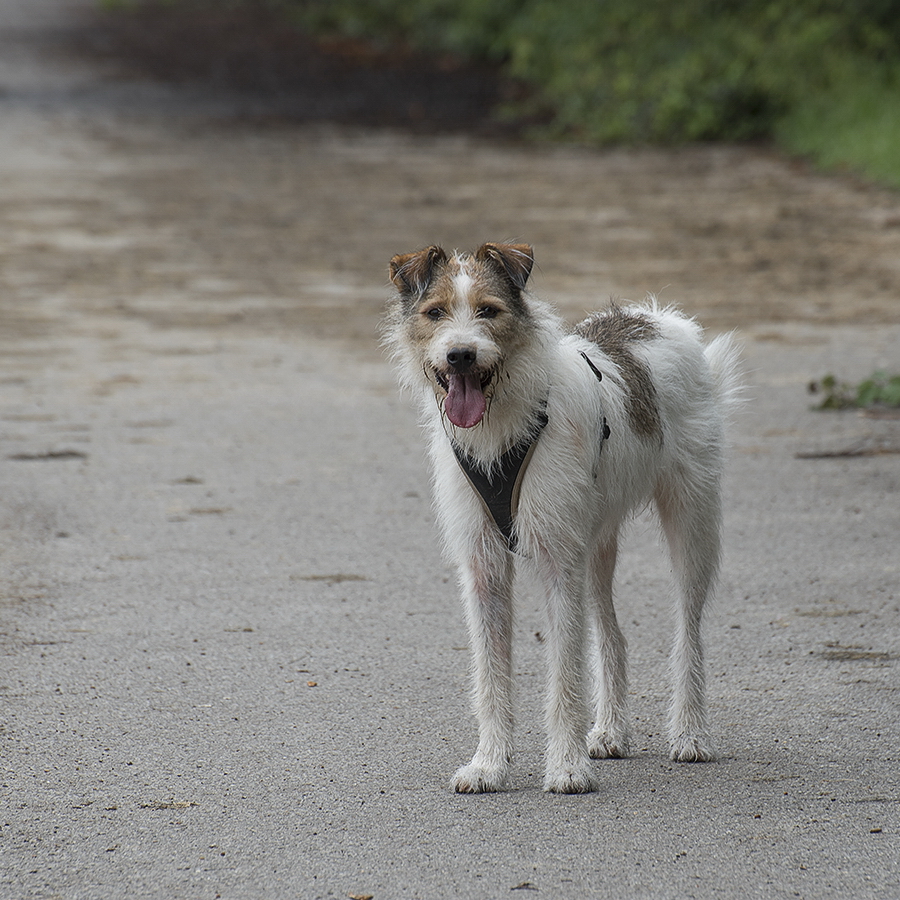 1111  Felix 20150719_0059 als Smartobjekt-1 Kopie.jpg